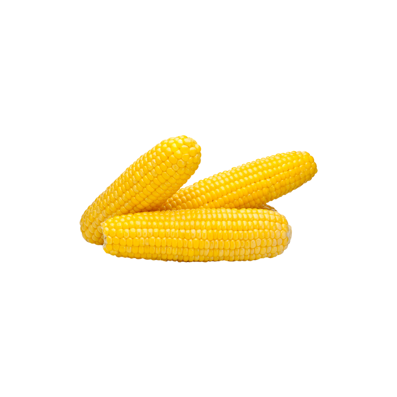 Lorem picsum 